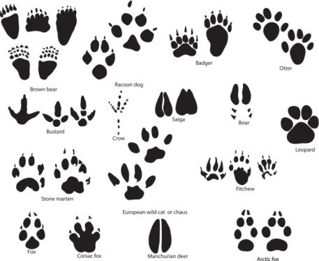 paw-print-clip-art-other-animals03-large